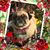Rosa Bedoya's profile image