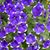 Pauline Sodermark's profile image