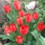 Genia Lear Campbell's profile image