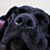 Frank Goodrich's profile image