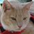 Laurie Colgan's profile image