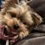 Nikole Hazard's profile image