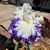 Lisa Rentmeester's profile image