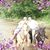 Jacci-Tracey Barrow's profile image