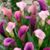 Yolanda Phillips's profile image
