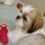 Lisa Phillips's profile image