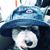 Sue Brink Candido's profile image