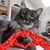 Dona Vitolo-Bigler's profile image