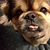 Darlene Collier's profile image