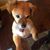 Kori Redetzke's profile image