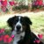 Tristan M Shane's profile image