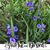 Debbie Dodson's profile image
