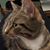 Karen Harley's profile image
