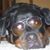 Danielle Taylor's profile image