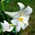 Blanca A. Reyes's profile image