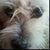 Jennifer Harris Melton's profile image