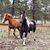Becki Neibauer's profile image