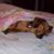 Vanessa Eades's profile image