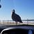 Karen Watt's profile image