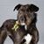 Joy Schreiber's profile image