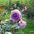 Rony Rony's profile image