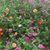 Deanna Ryal Mowrey's profile image