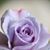 Janice Bradley's profile image