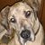 Faye Marchese's profile image