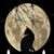 Shilo Northcutt Jacobs's profile image