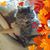 Cindy Lewis's profile image