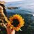 Sol Ferreira's profile image