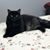 Linda S. Conforti's profile image