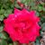Cathy Overbeck's profile image
