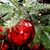 Karen Sanchez Landreman's profile image