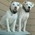 Cindy N Steve Noble's profile image