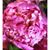 Marylou Izzicupo Divito's profile image