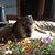 Nicole Schade's profile image