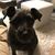 Lorrie Niessen's profile image