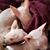 Michelle Wright's profile image