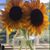 Michelle Levering Ashworth's profile image
