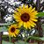 Stephanie Daniels Biggs's profile image