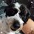 Nicole Donato's profile image