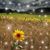 Laura Blair Haugland's profile image