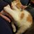 Orly Lauber Phillips's profile image