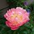 Diane Shutt's profile image