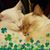 Faith Horton Stilts's profile image