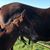 Elizabeth C. Yontz's profile image