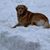 Candi Dirst's profile image