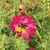 Desiree Sisson's profile image