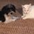 Debbie Dietz's profile image